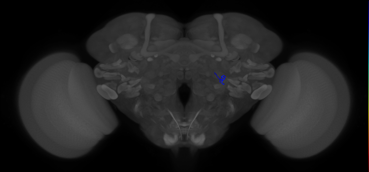 ORN_VA1v (FlyEM-HB:2015404634)