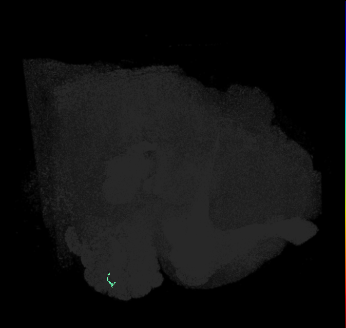 ORN_VA1v (FlyEM-HB:2044704184)