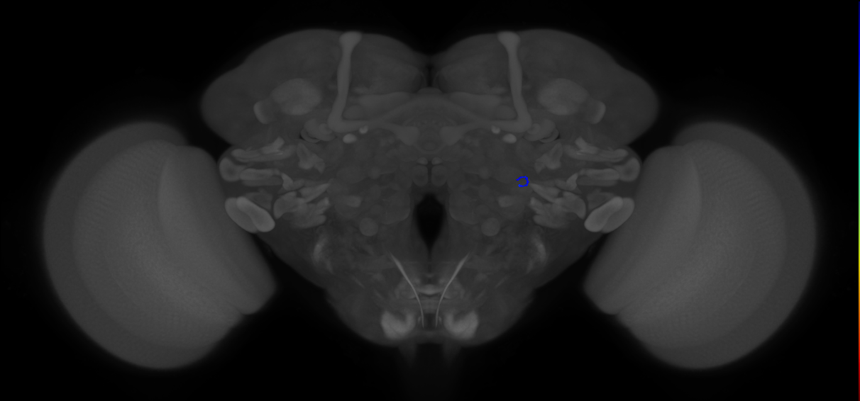 ORN_VA1v (FlyEM-HB:2044704184)