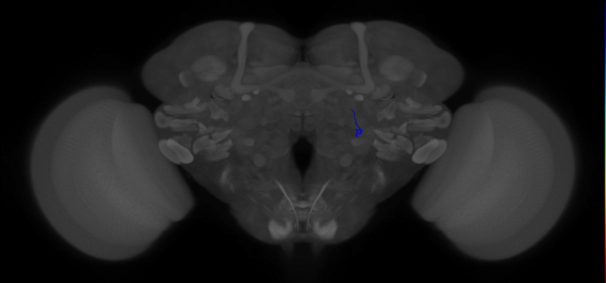 ORN_VA1v (FlyEM-HB:5813024616)