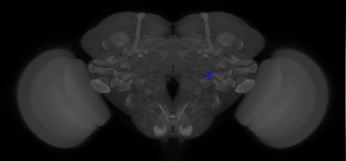 ORN_VA1v (FlyEM-HB:5813132687)