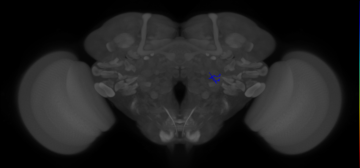 ORN_VA1v (FlyEM-HB:5813077798)