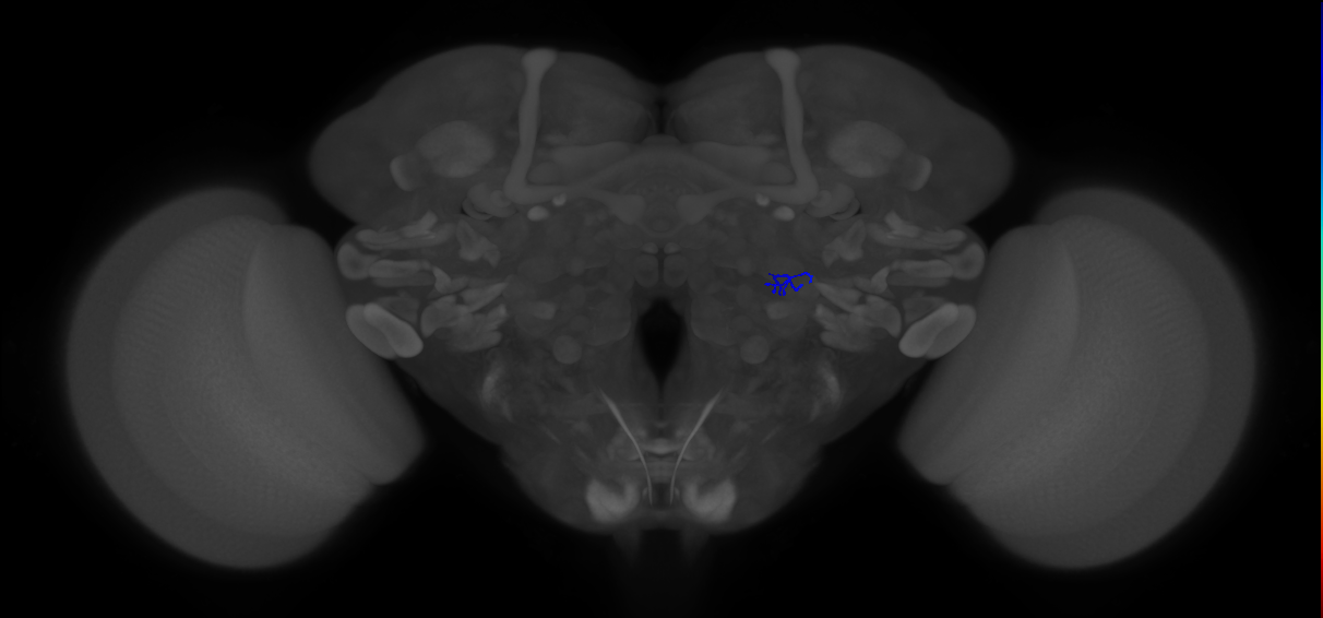 ORN_VA1v (FlyEM-HB:2075752364)