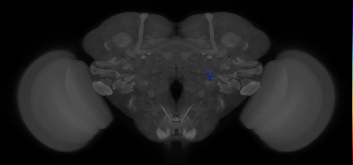 ORN_VA1v (FlyEM-HB:2074724481)