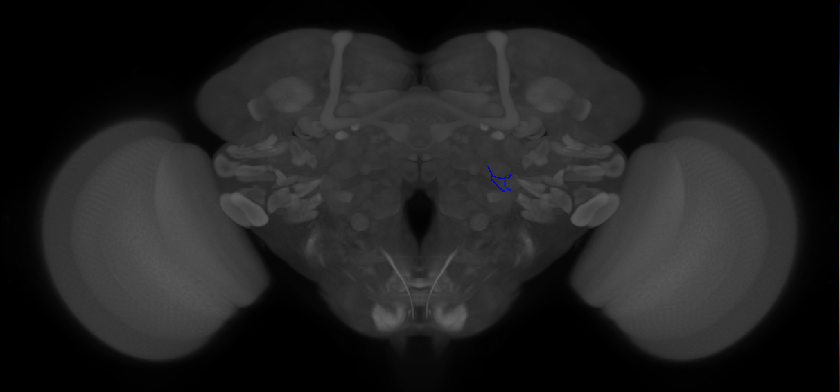 ORN_VA1v (FlyEM-HB:5813018706)