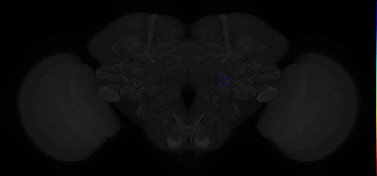 sensory neuron of trichoid sensillum