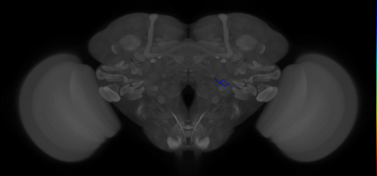 ORN_VA1v (FlyEM-HB:5813046209)