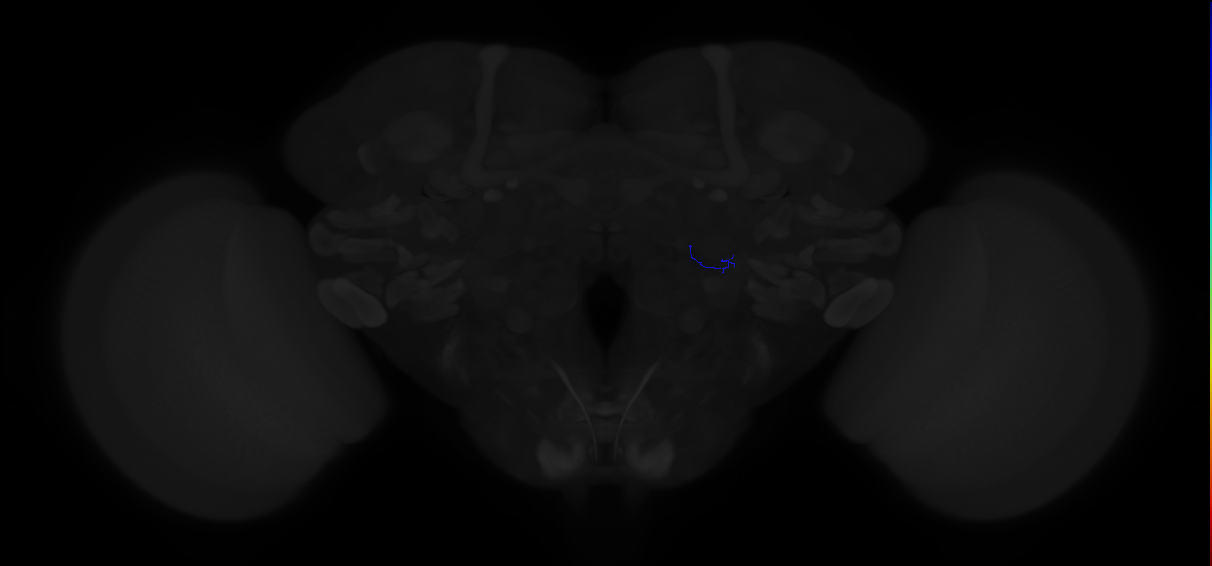 sensory neuron of trichoid sensillum