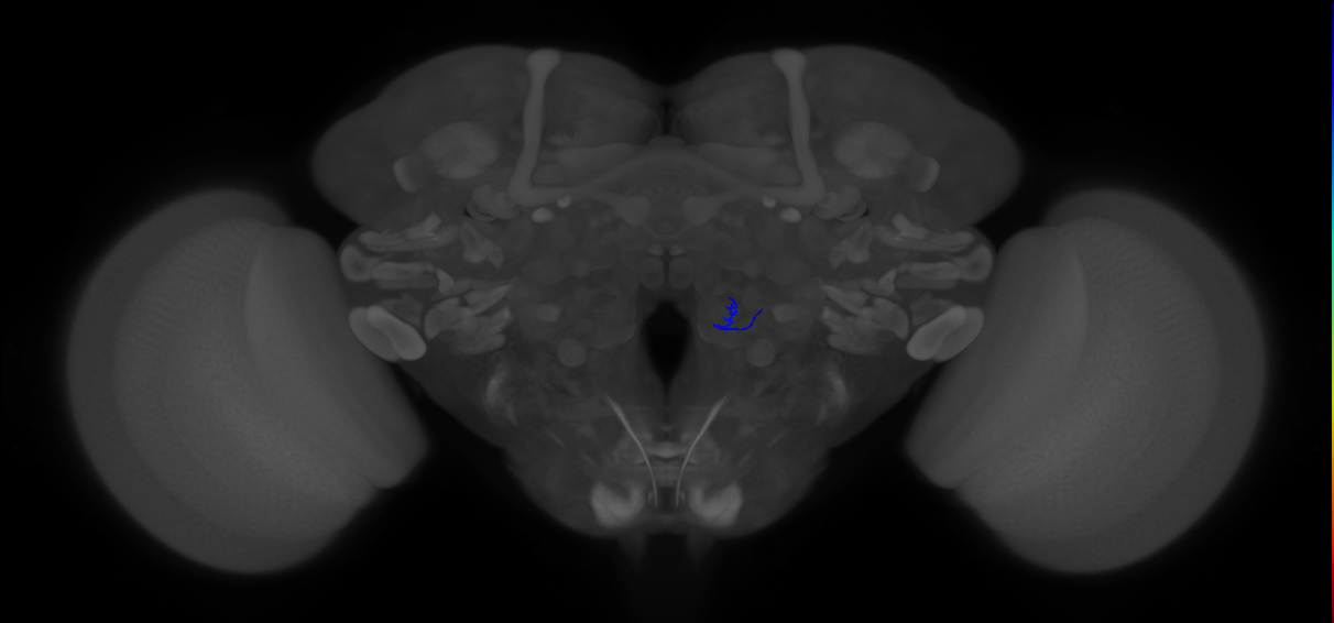 ORN_VA2 (FlyEM-HB:2198584363)