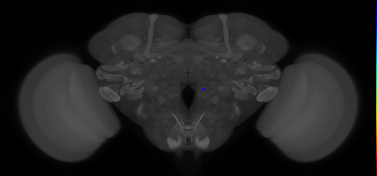 ORN_VA2 (FlyEM-HB:2200301686)