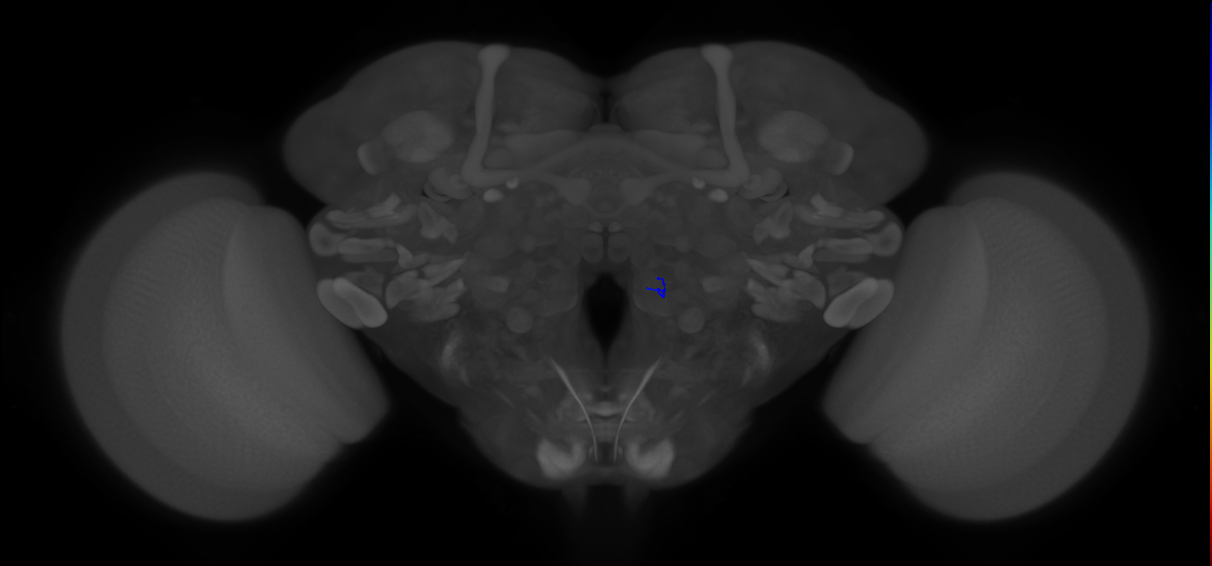 ORN_VA2 (FlyEM-HB:2230983145)