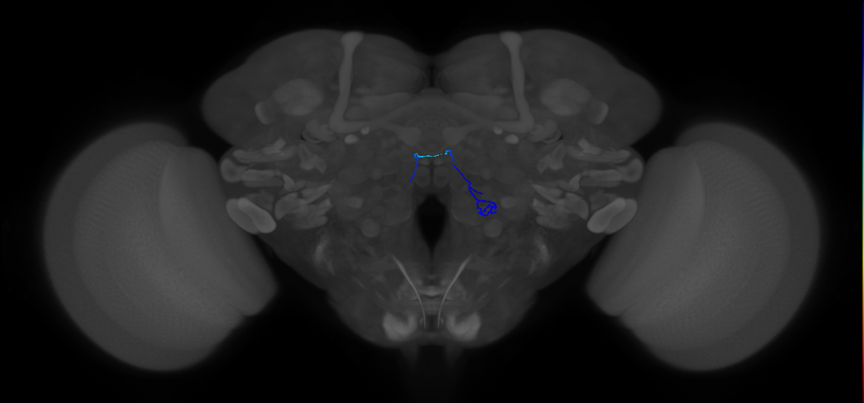 ORN_VA3 (FlyEM-HB:2107866390)