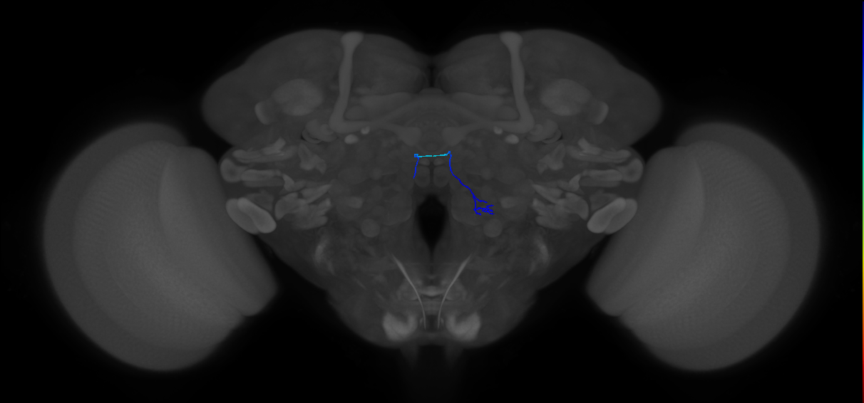 ORN_VA3 (FlyEM-HB:2229947231)