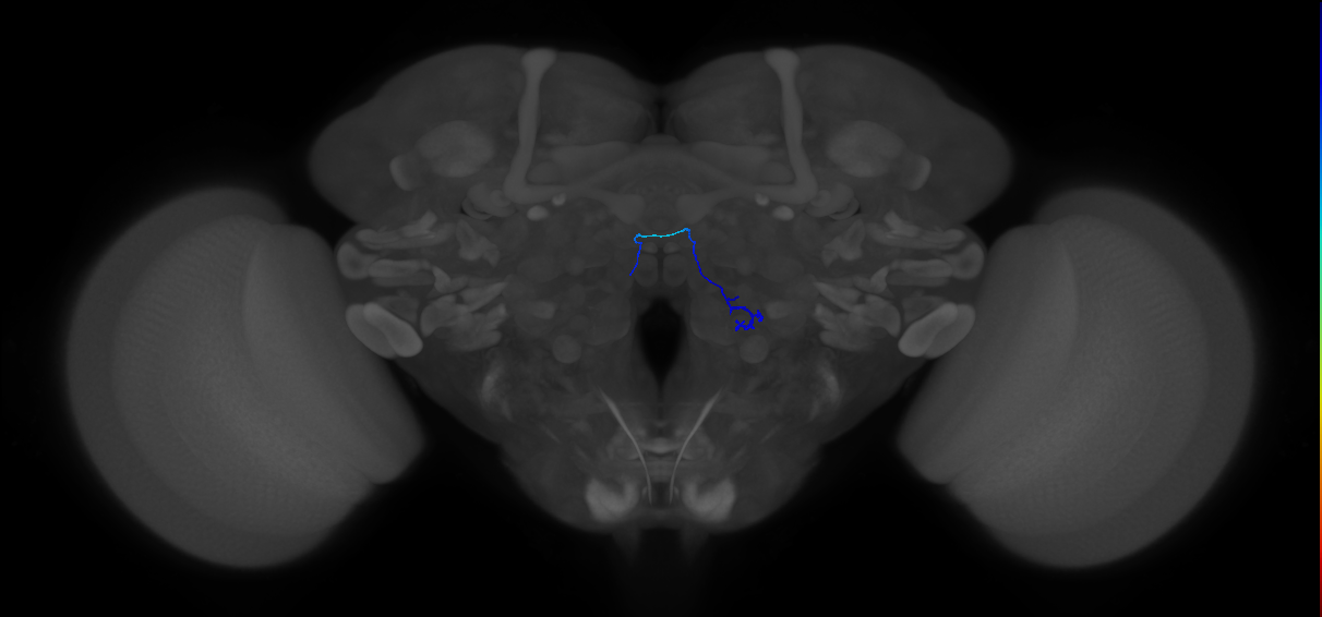 ORN_VA3 (FlyEM-HB:5813000296)