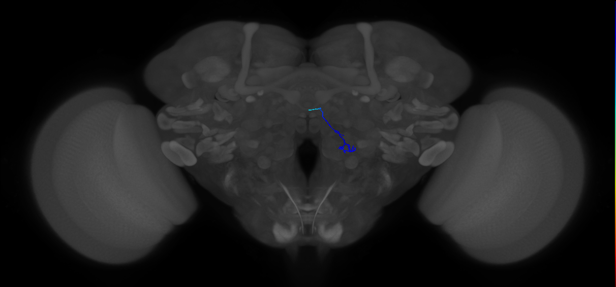 ORN_VA3 (FlyEM-HB:5813002333)