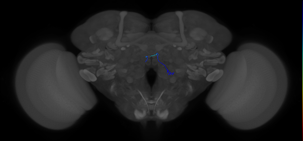 ORN_VA3 (FlyEM-HB:2107525263)