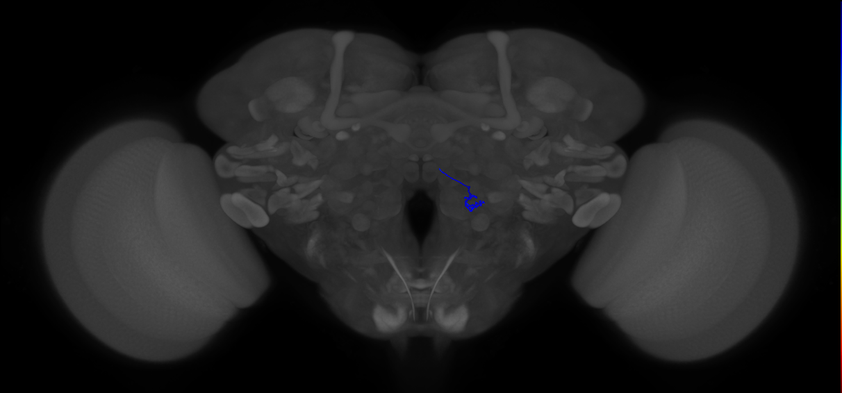 ORN_VA3 (FlyEM-HB:2013751519)