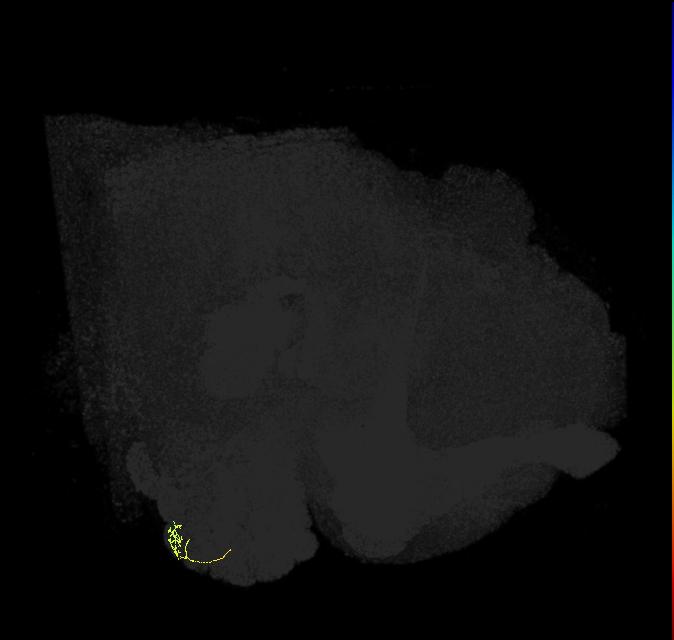ORN_VA3 (FlyEM-HB:2013751940)