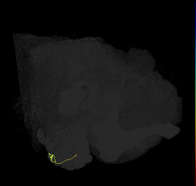 ORN_VA3_L (FlyEM-HB:2169591162)