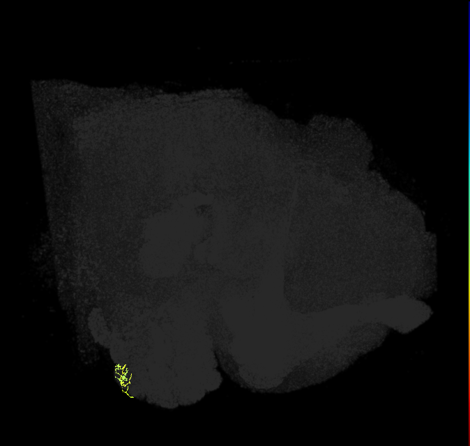 ORN_VA3 (FlyEM-HB:2199257831)
