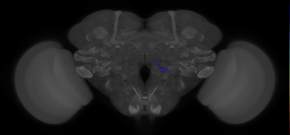 ORN_VA3 (FlyEM-HB:2044786654)