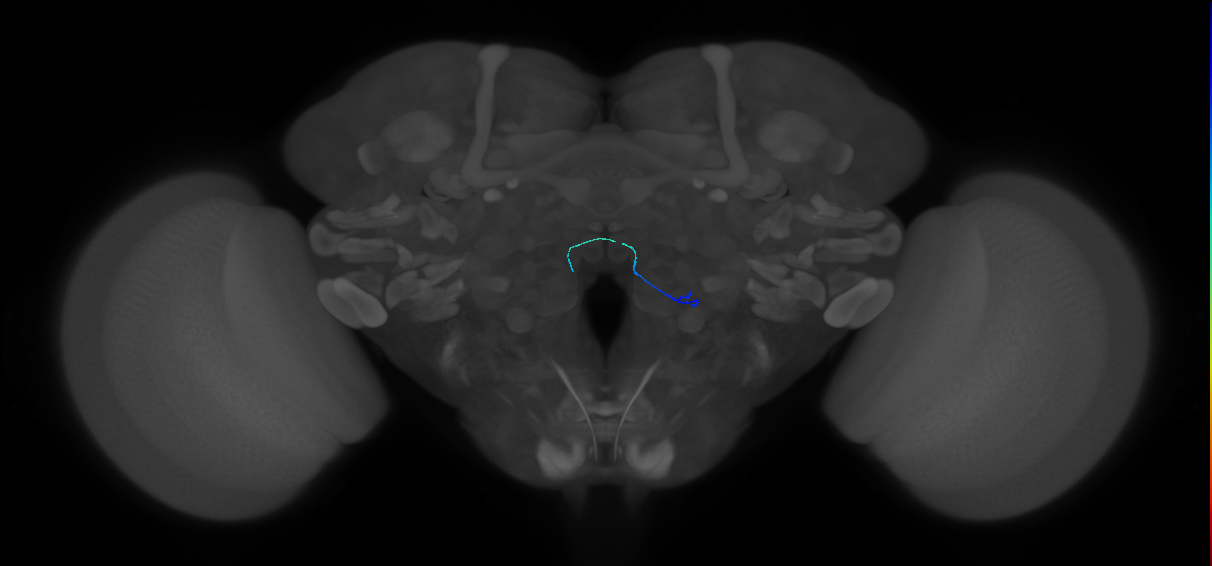 ORN_VA4 (FlyEM-HB:2228910793)