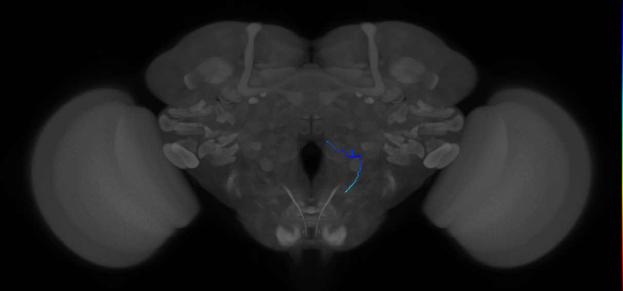 ORN_VA4 (FlyEM-HB:5813003342)