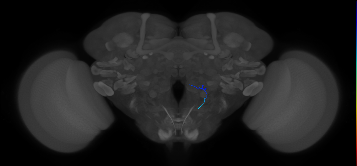 ORN_VA4 (FlyEM-HB:5813003791)