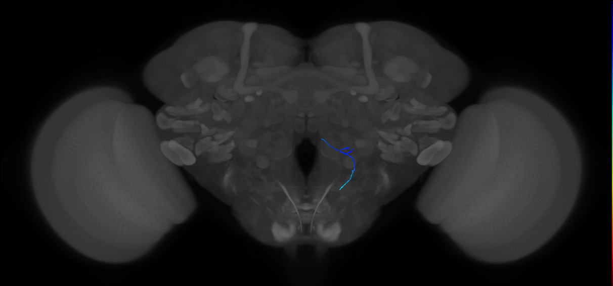 ORN_VA4 (FlyEM-HB:5813005556)