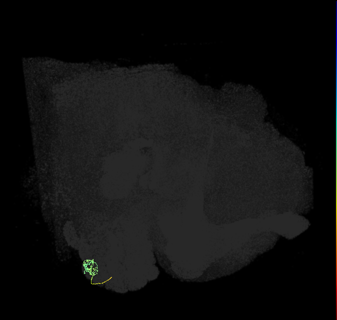 ORN_VA5 (FlyEM-HB:5813003362)