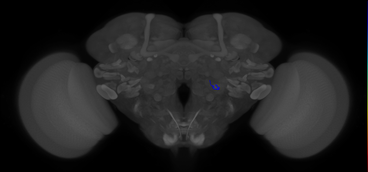 ORN_VA5 (FlyEM-HB:2199559677)