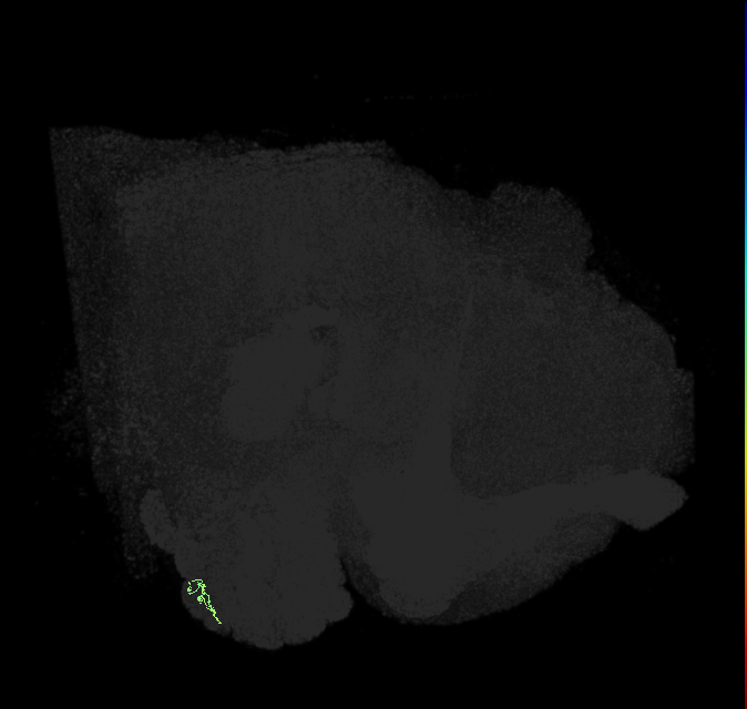 ORN_VA5 (FlyEM-HB:2169219786)