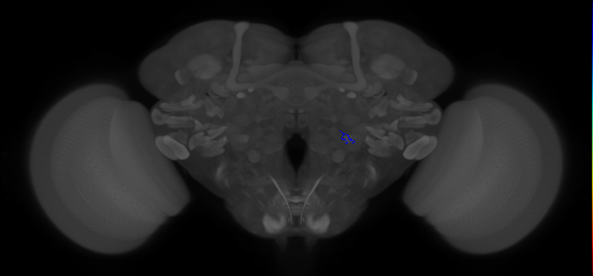 ORN_VA5 (FlyEM-HB:2169219786)