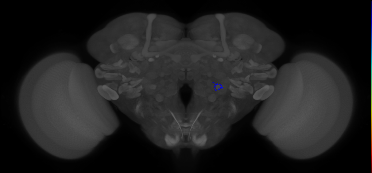 ORN_VA5 (FlyEM-HB:2168524681)
