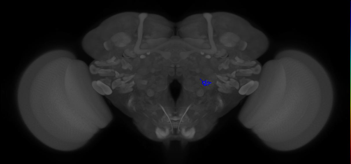 ORN_VA5 (FlyEM-HB:5813039420)