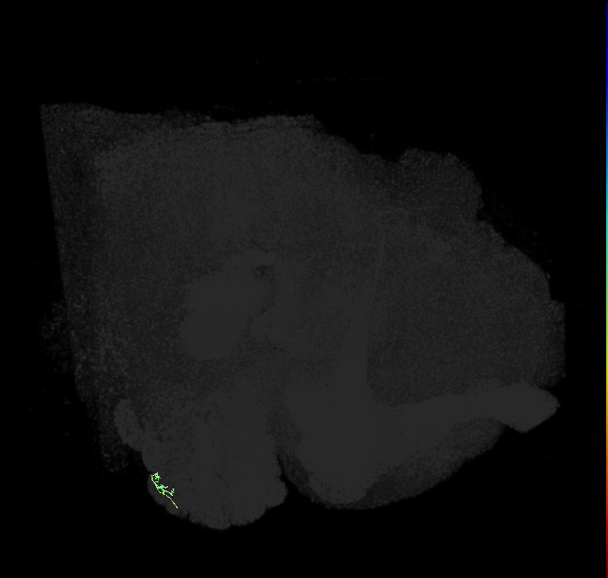 ORN_VA5 (FlyEM-HB:5813068337)