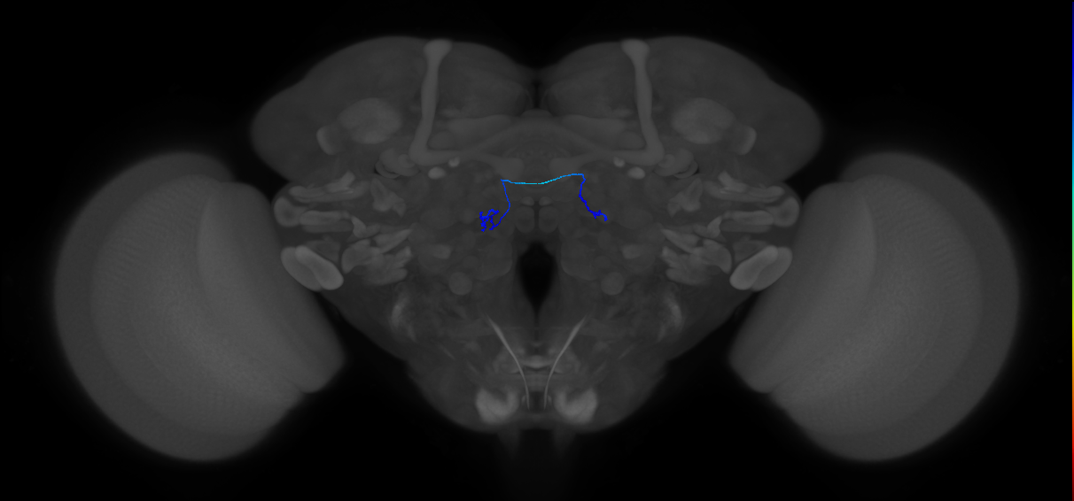 ORN_VA6 (FlyEM-HB:1981650415)