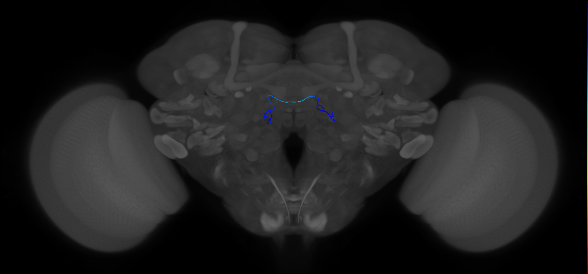 ORN_VA6 (FlyEM-HB:1951638471)