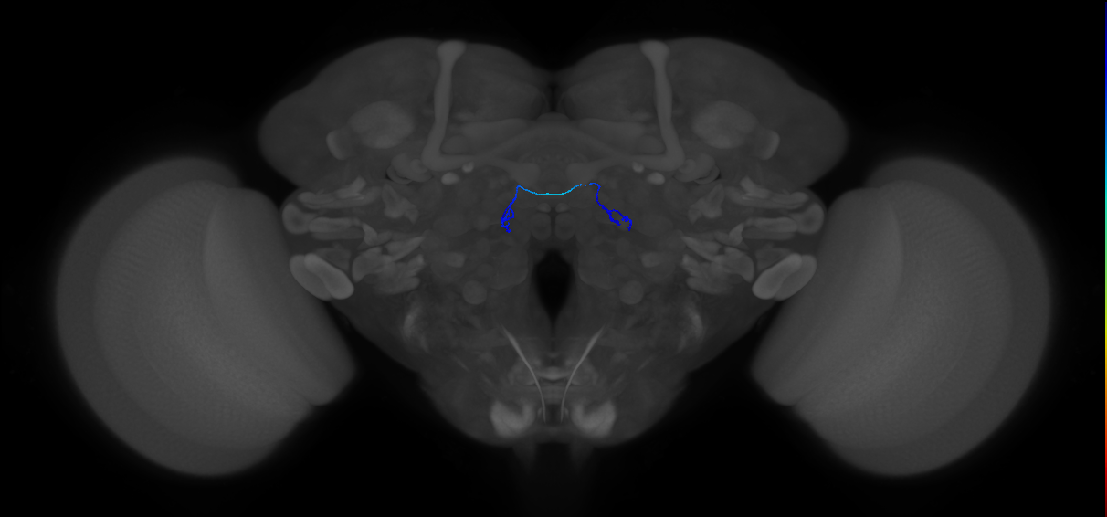 ORN_VA6 (FlyEM-HB:1921311314)