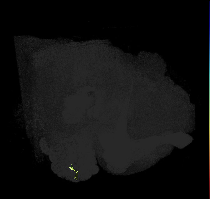 ORN_VA6 (FlyEM-HB:1920608152)