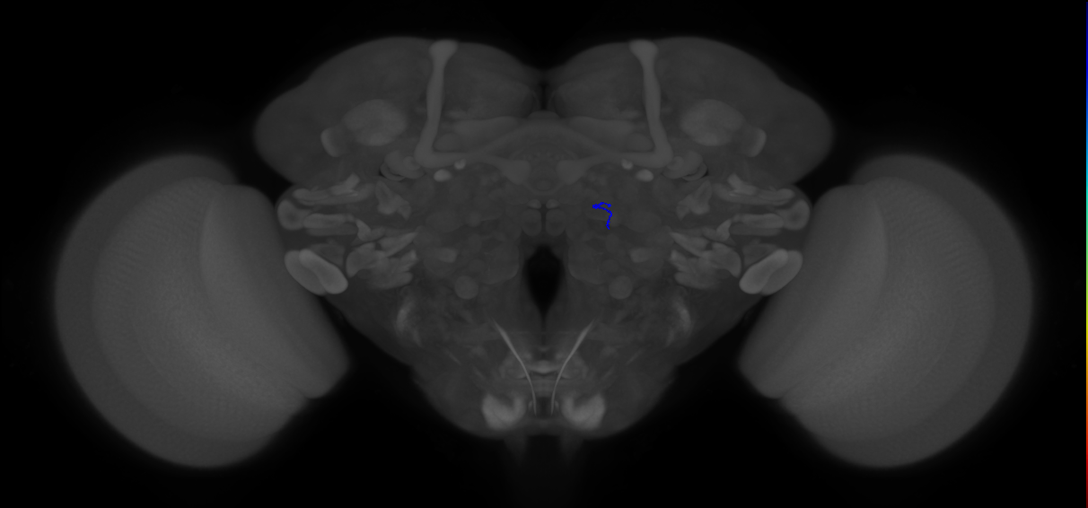 ORN_VA6 (FlyEM-HB:1951642477)