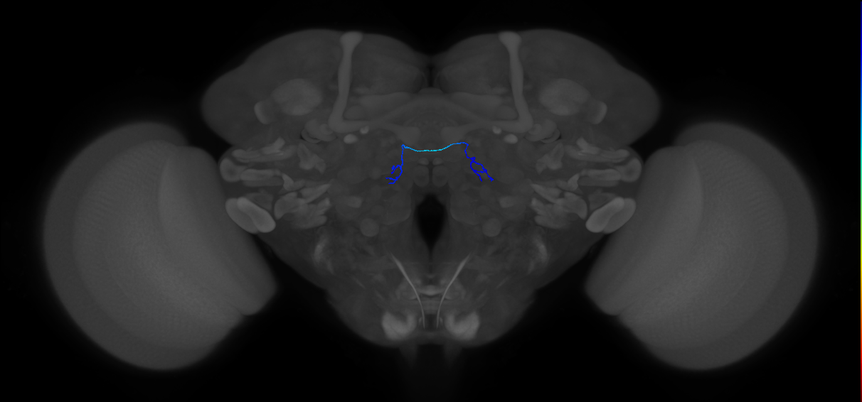 ORN_VA6 (FlyEM-HB:1921648917)