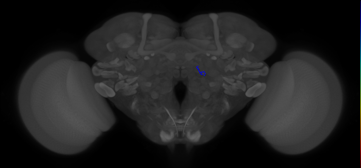 ORN_VA6 (FlyEM-HB:1983373284)