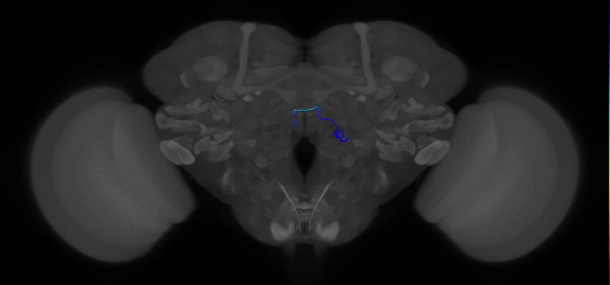 ORN_VA7m (FlyEM-HB:2107176159)