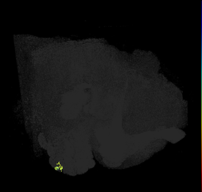 ORN_VA7m (FlyEM-HB:2107167189)