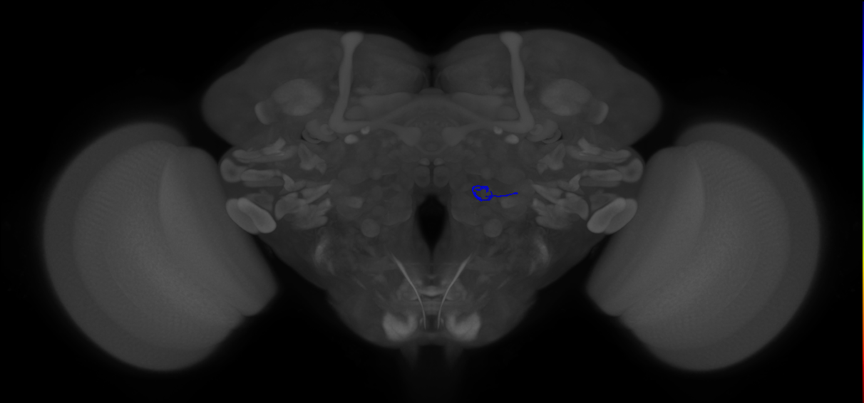 ORN_VA7m (FlyEM-HB:2107167189)