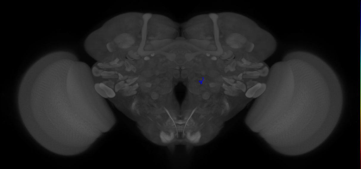 ORN_VA7m (FlyEM-HB:2107162809)