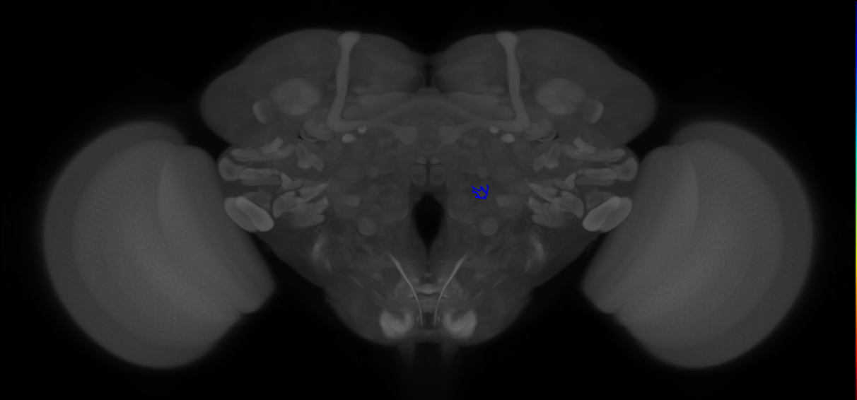 ORN_VA7m (FlyEM-HB:2106822016)