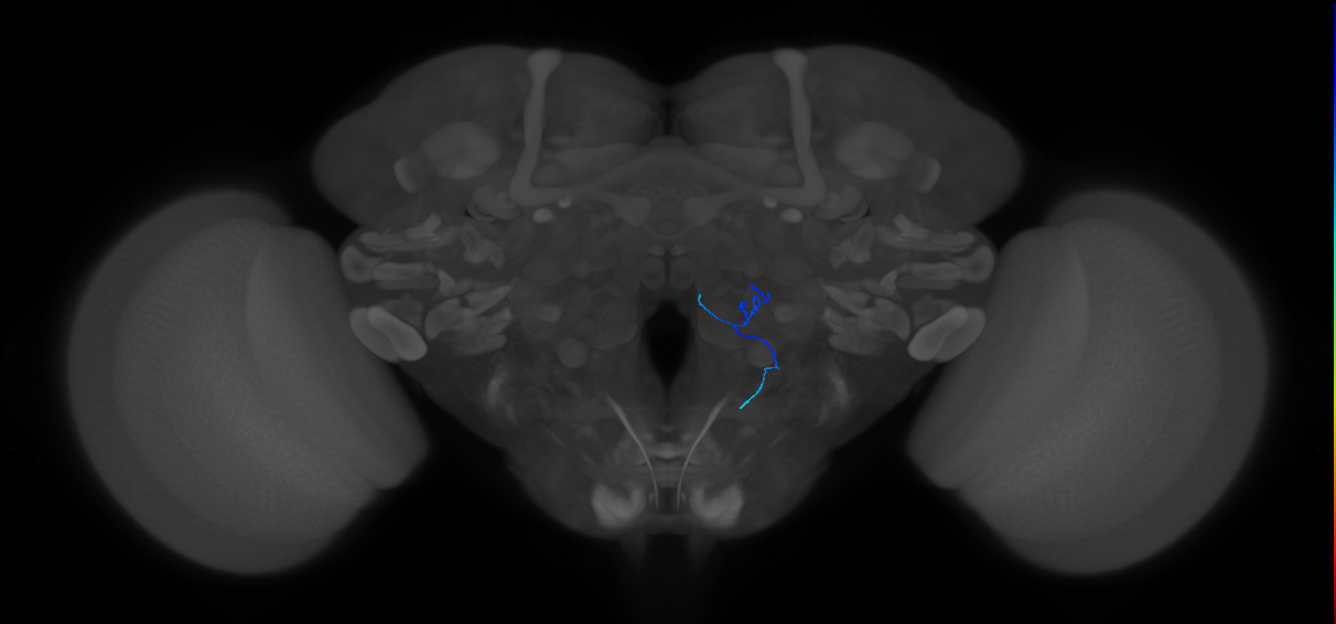 ORN_VC1_R (FlyEM-HB:2104429901)