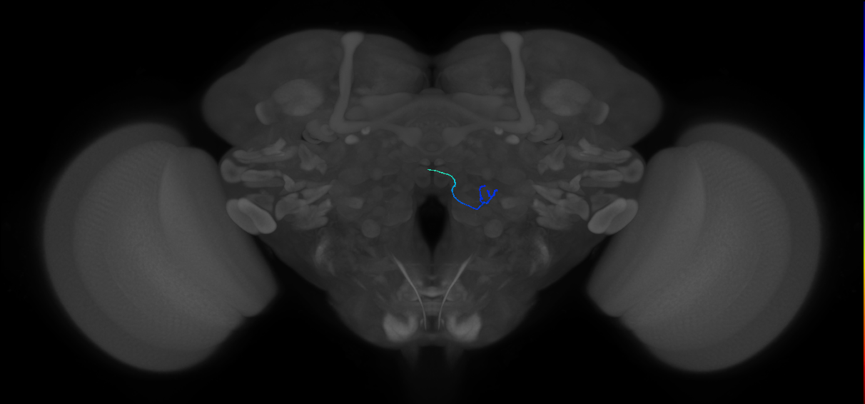 ORN_VC1_L (FlyEM-HB:5812999097)